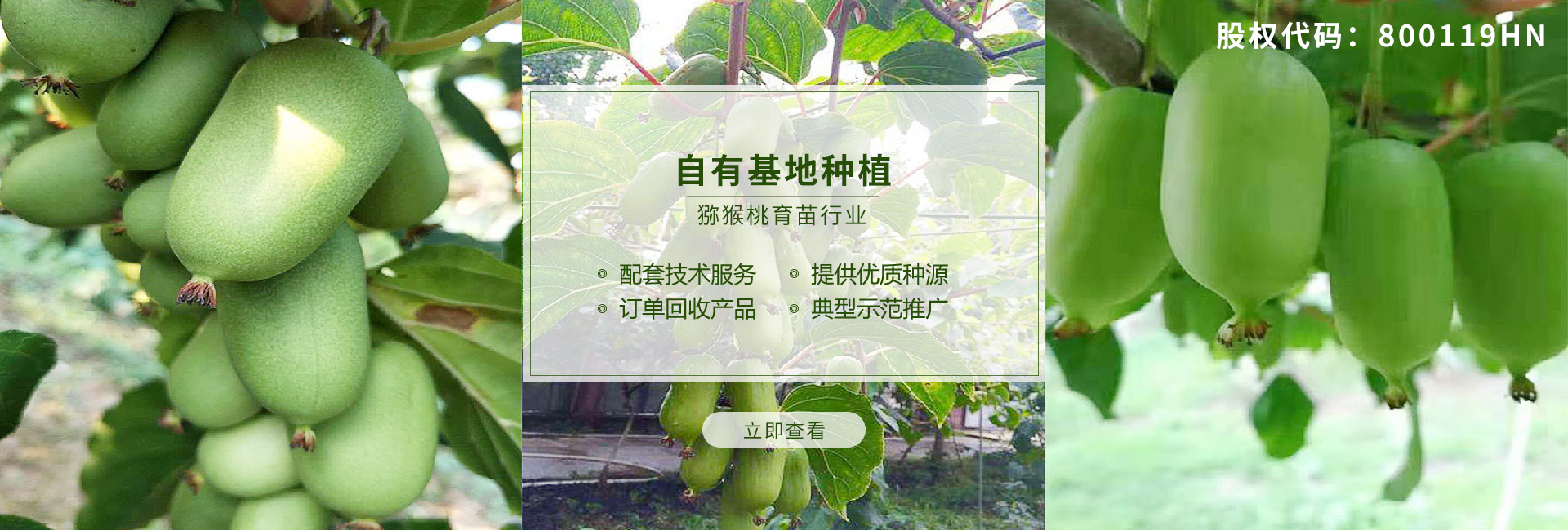 獼猴桃產業鏈優勢